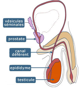 La prostate