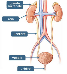 Le prolapsus