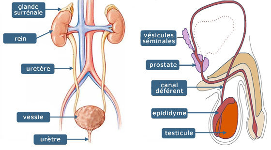 Cancers urologiques